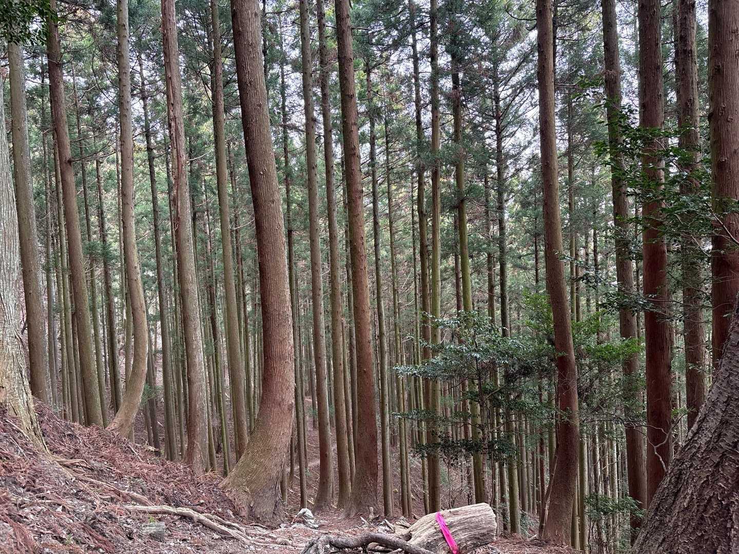 真っ直ぐに伸びる杉の木🌲