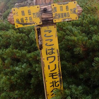 水晶から戻って鷲羽岳には向かいます。