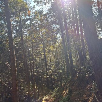 木々の隙間から見える太陽って好き