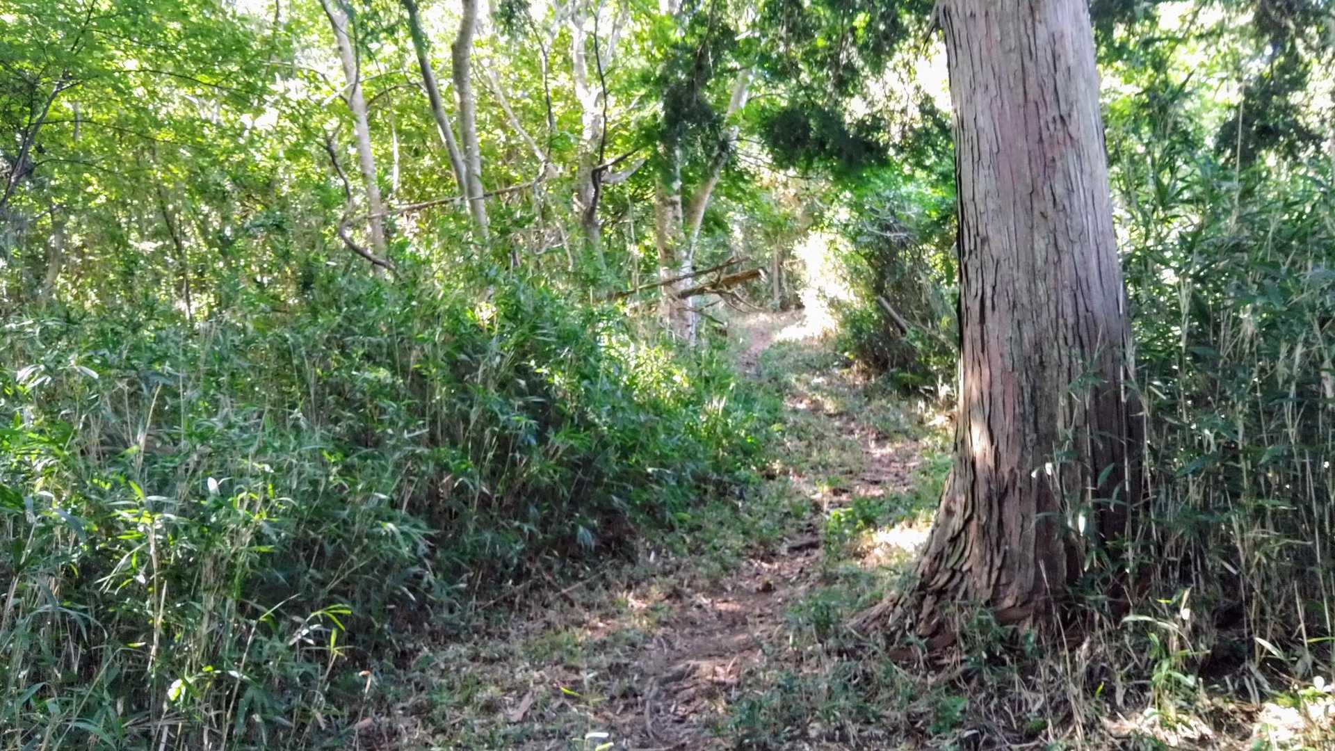 手入れされた歩き易い道