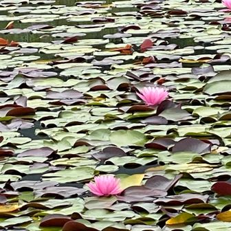 ズーム🌸