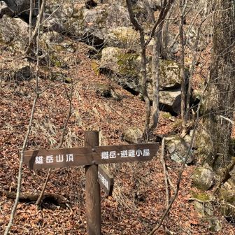 雄雌分岐。
先ずは雄から。