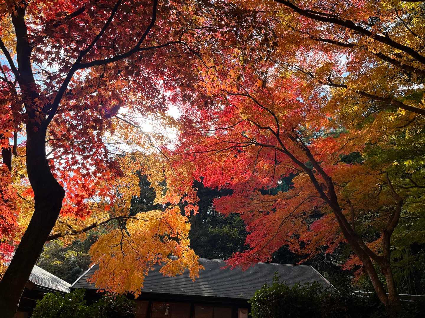 下りて来ました
美しい紅葉🍁