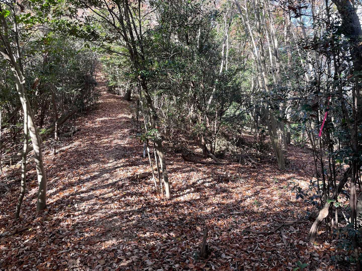 最初の急坂を登りきったところに、右へ降りて行く道がありました