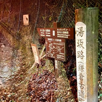 湯坂路(鎌倉古道)入口🪵