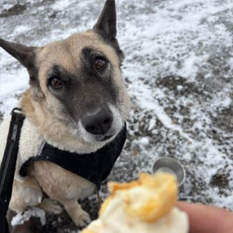 ヤマイヌにも少しだけ。ホント少しだけあげました。