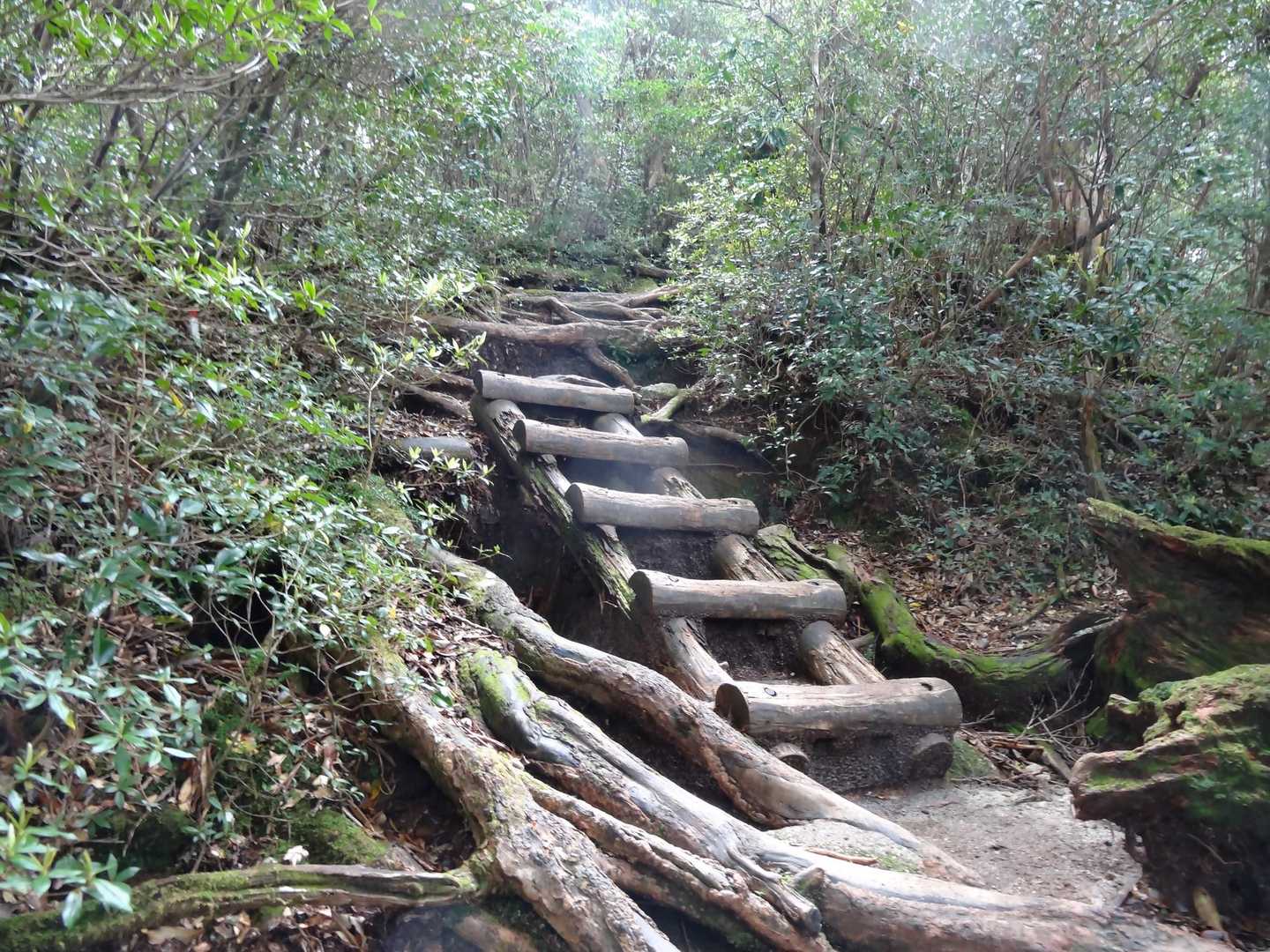淀川入口-黒味岳 往復コースの写真