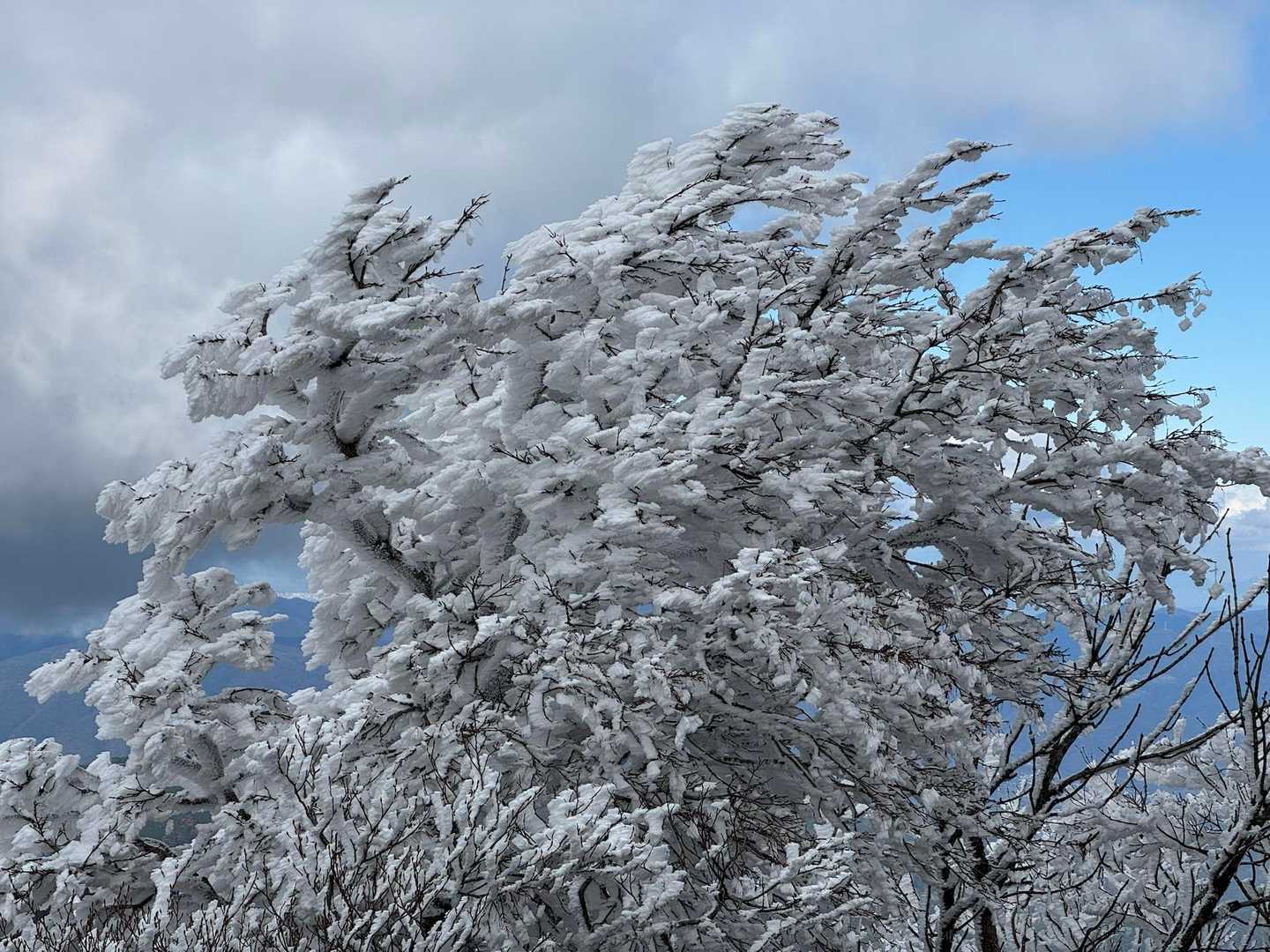山頂の樹氷