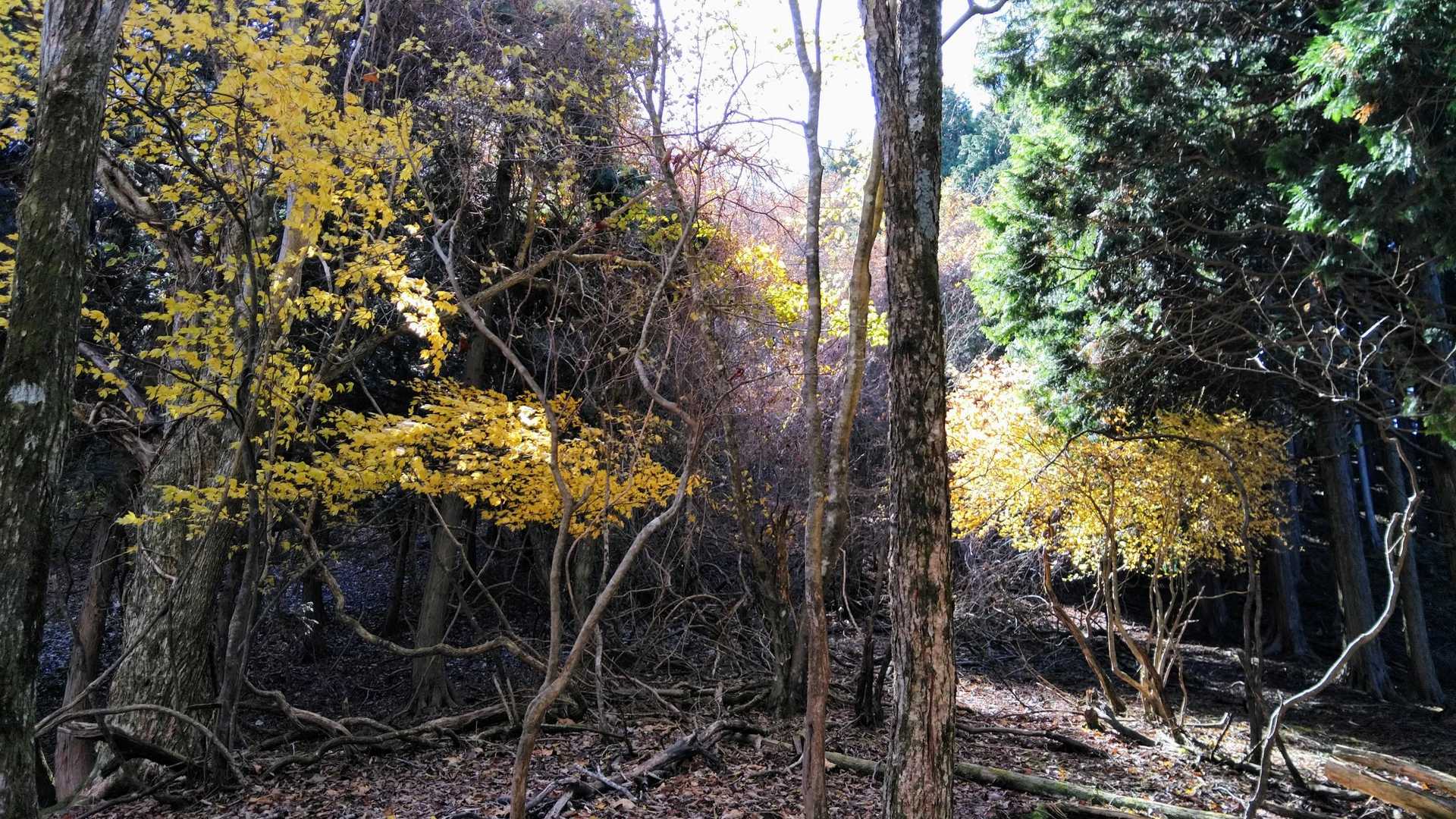 黄色や緑もいいね
