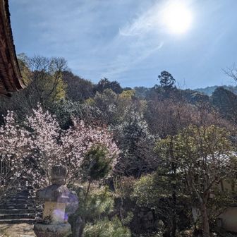 桑實寺本堂前の🌸
右手奥に繖山山頂