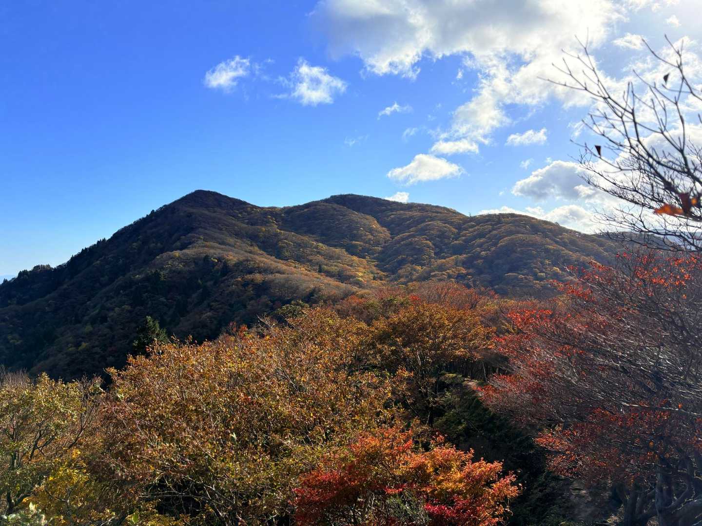 日の加減で赤茶けて見えるけど、紅葉してるよ