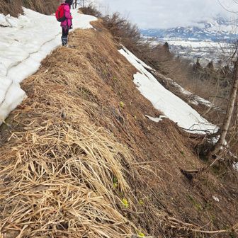 見下ろす斜面に蕗の薹！