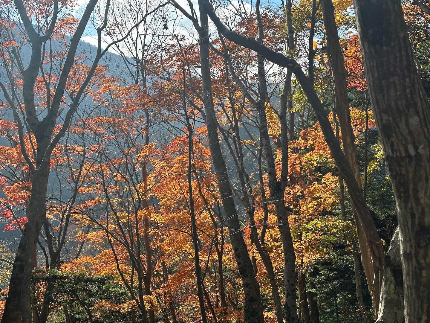 天王寺峠-モチゴヤノ頭-丹沢山 周回コースの写真