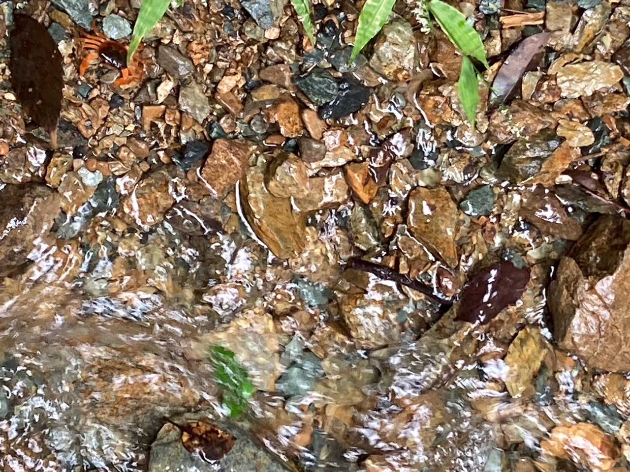 カニさん🦀発見‼️
