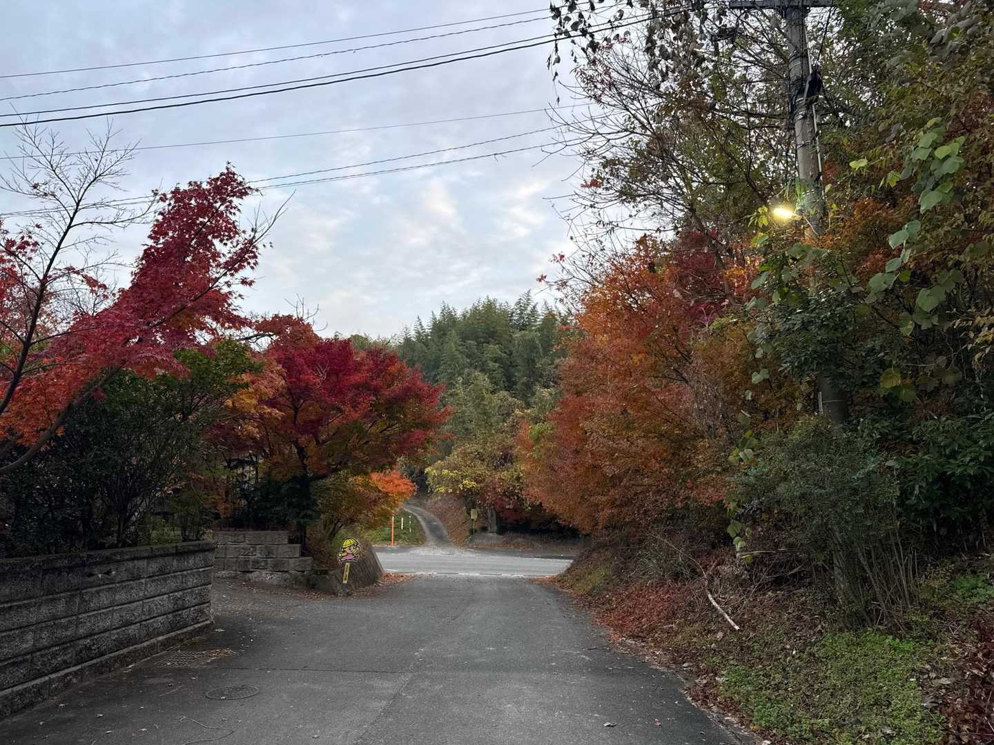 バイパス渡る所も紅葉してます🍁
あたすを含めて良い勢いで車くるので注意⚠️です💦
そして左側からすごい勢いで吠えられます🤣