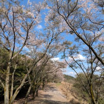 今年は満足🎵下山します🌸