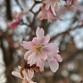 うまく撮れませんでしたが、十月桜