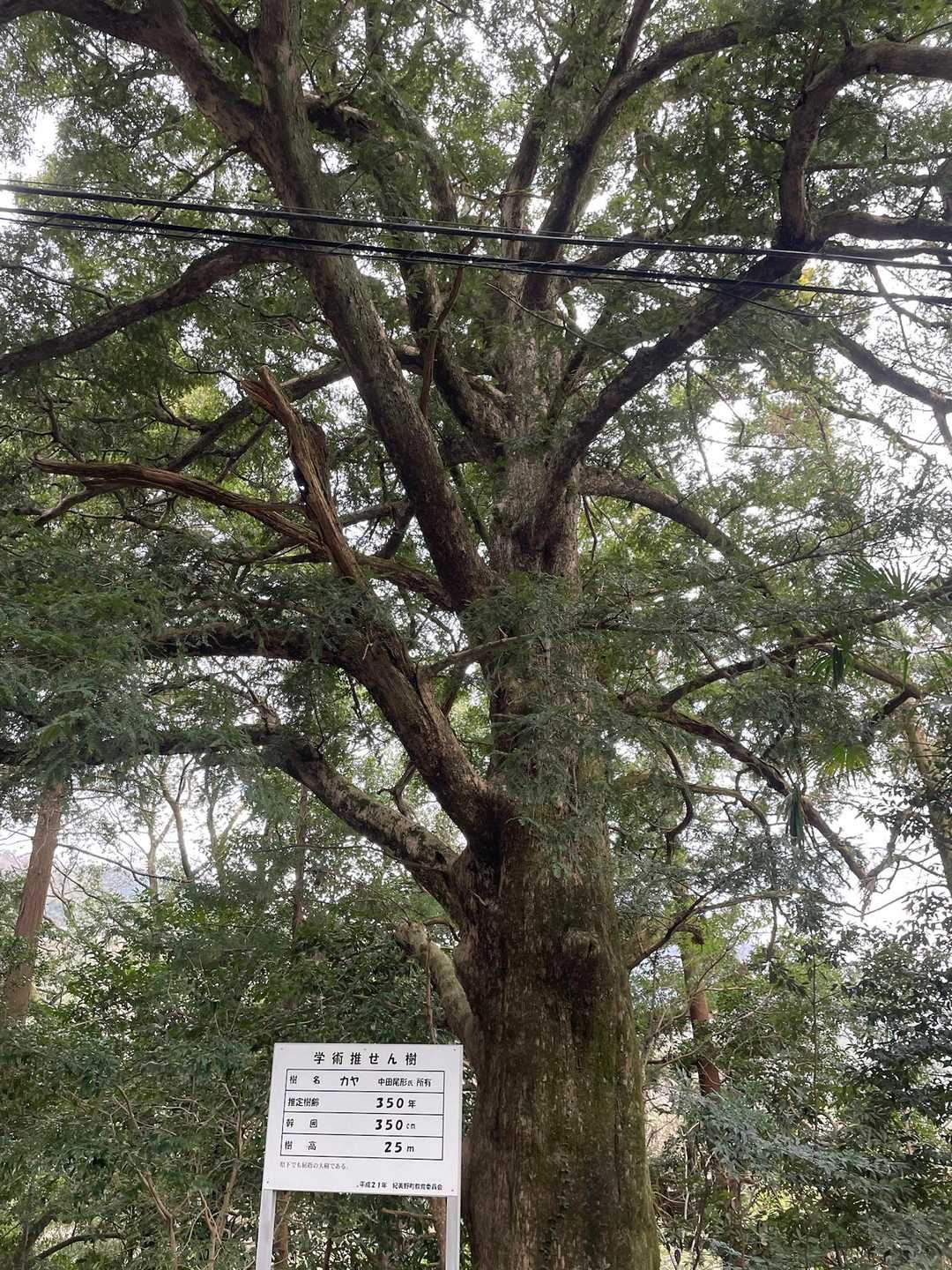 カヤの巨木　こんな巨木が何本かあった