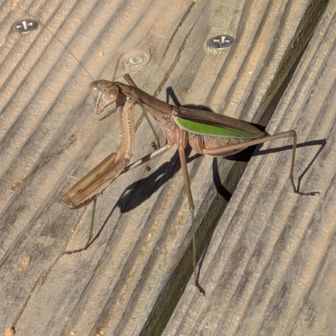 カマキリ
