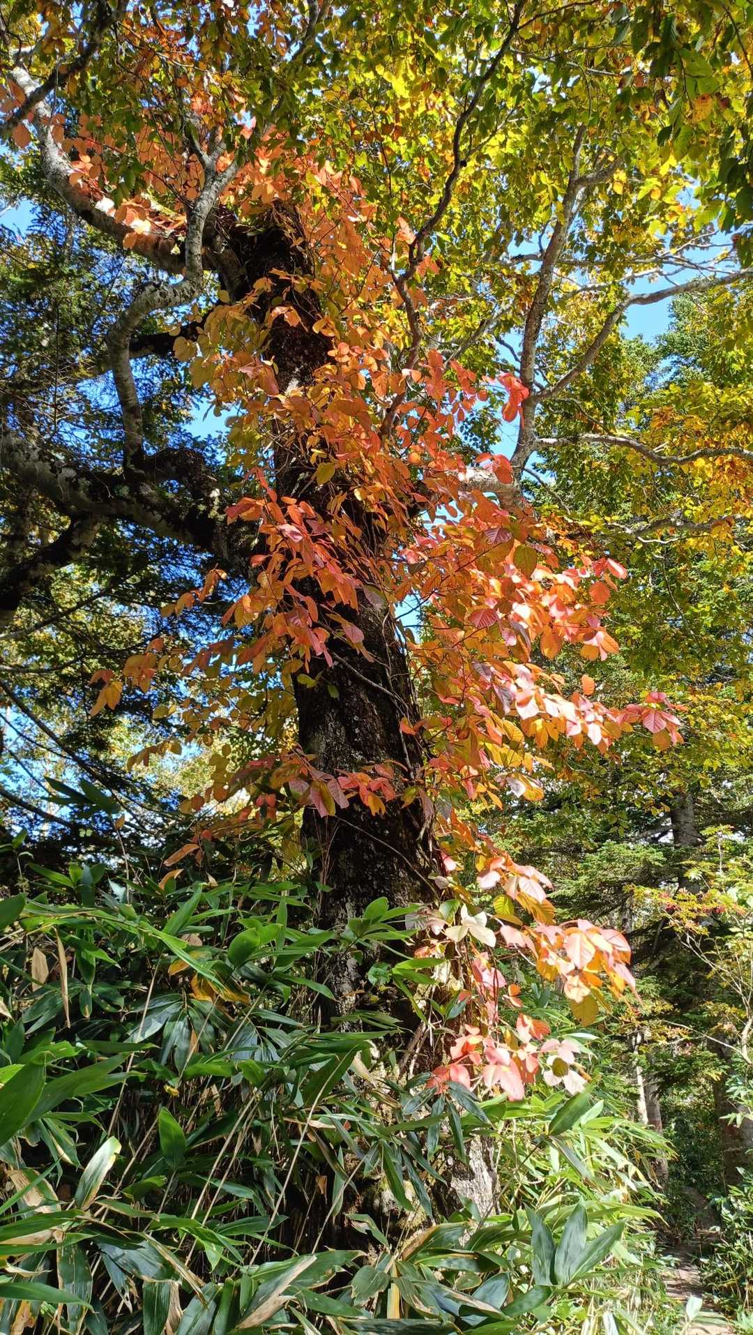 この木の周りの葉だけ紅葉🍂