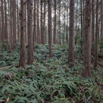 ビクトリーロード🏆️