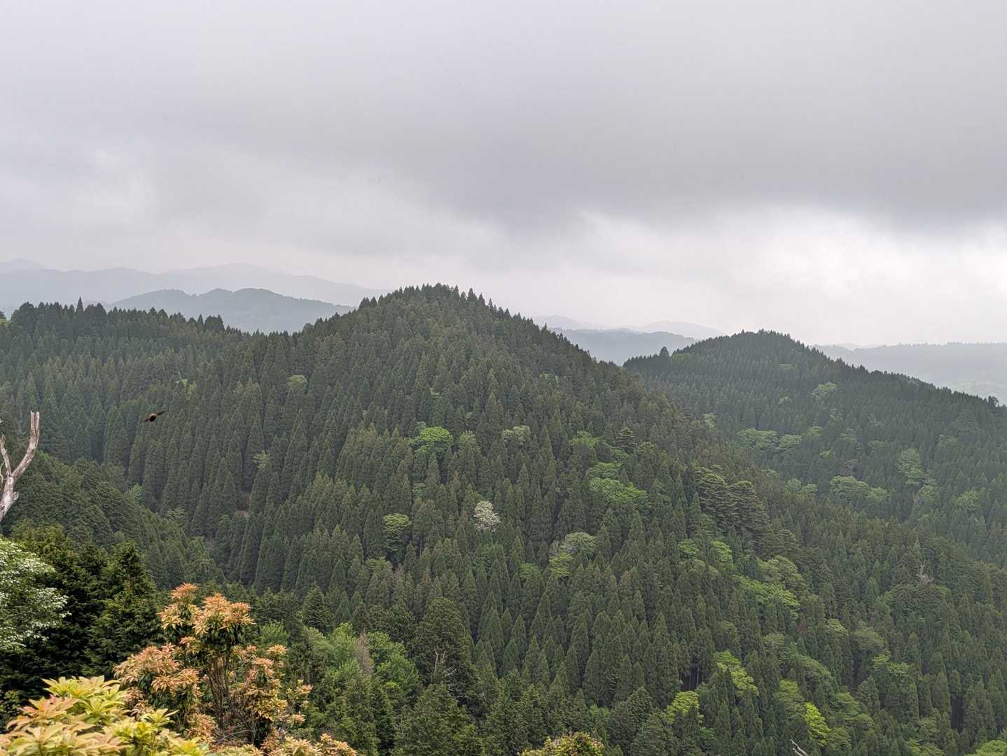 花脊高原前バス停-雲取峠-雲取山 往復コースの写真