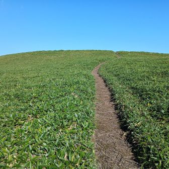 天に伸びる道？‼️
牛の背にて　笹も短くて気持ちとてもいい　最高😃⤴️⤴️です。