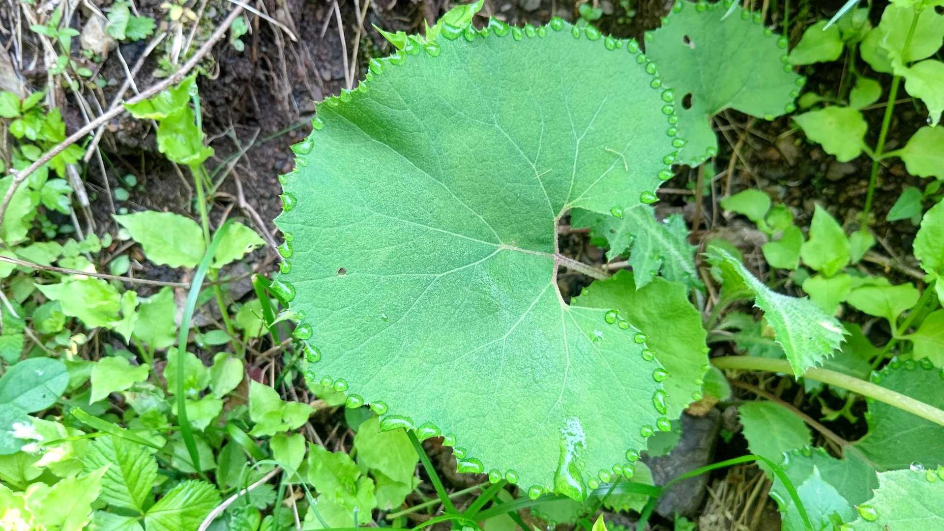 フキの葉の回りにぐるっと水玉✨