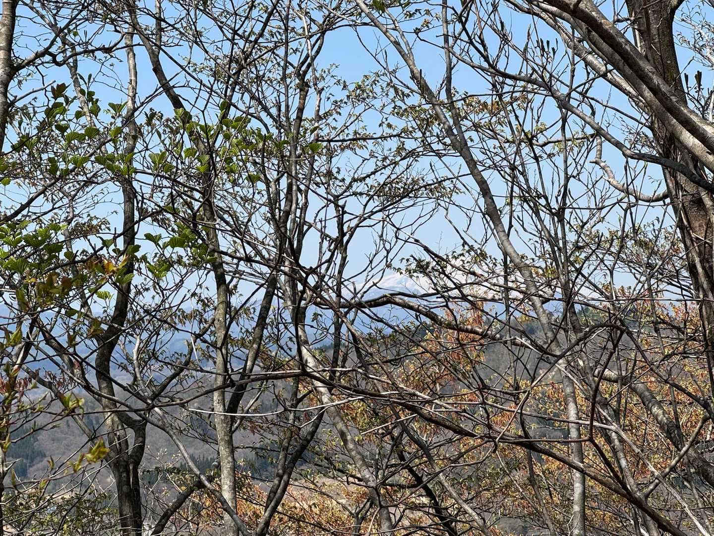 木々の向こうに月山