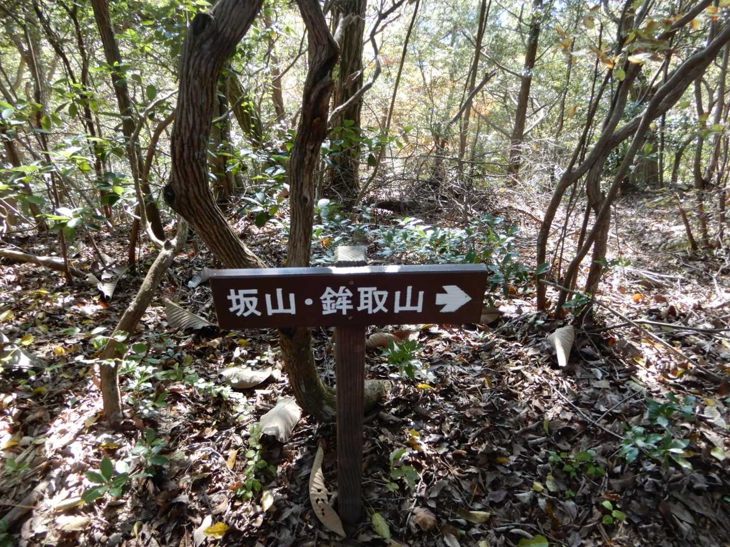 瀬野駅から約１H30分で山頂への尾根分岐に
到着、休憩する
