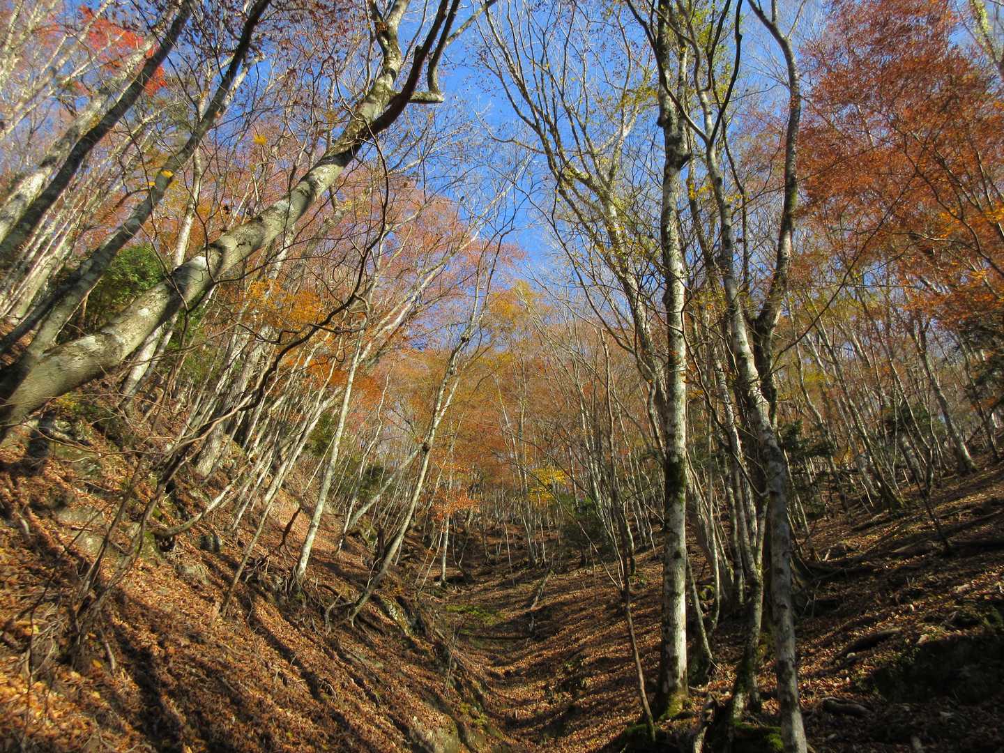 ピーク時はいい紅葉だろうな～と思う所が多かったです
次に来るときは見たいですね