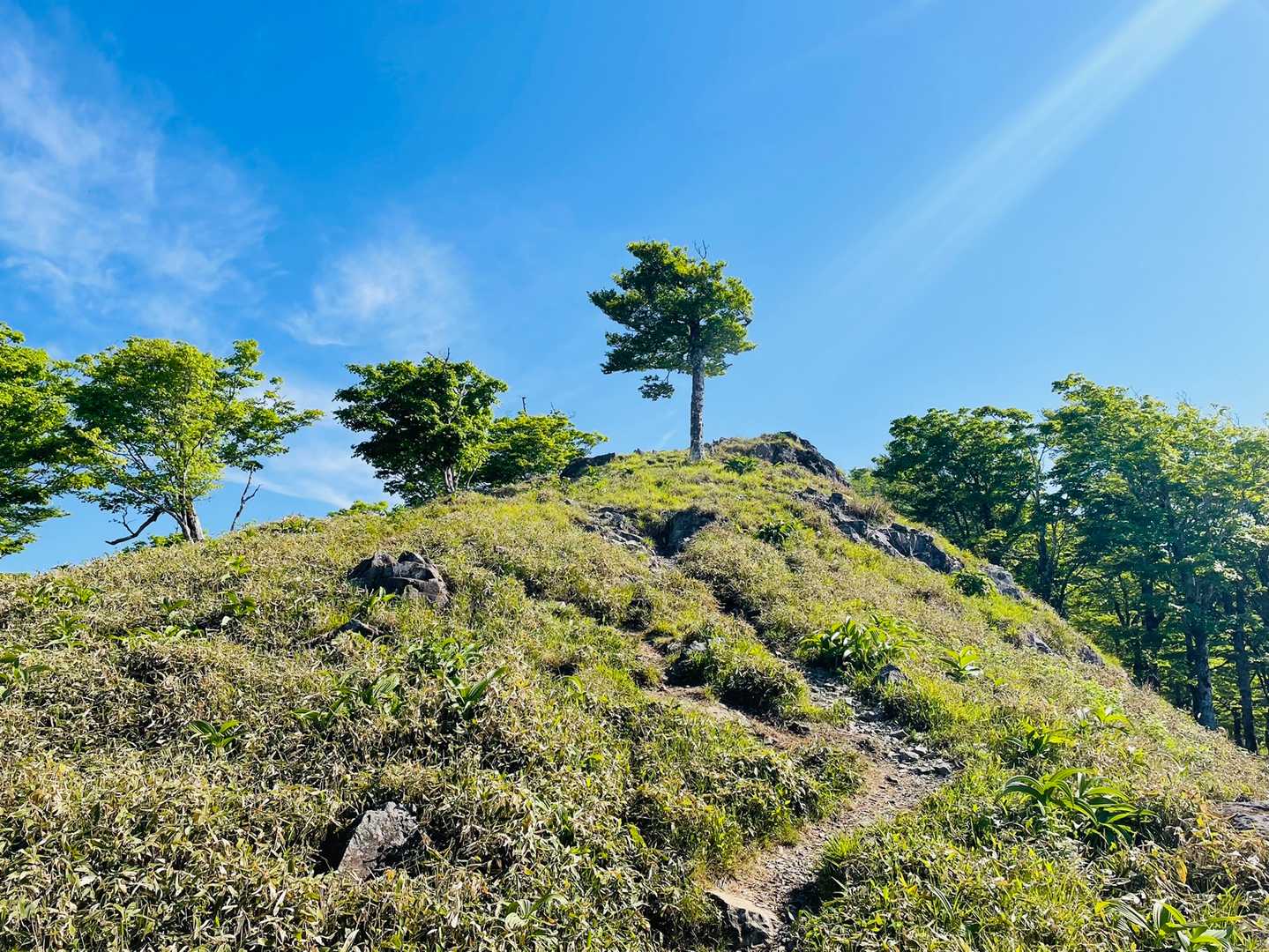 たくろうの木🌳
