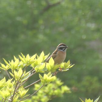 何という鳥だろう。グーグルレンズではホオジロだそうです。