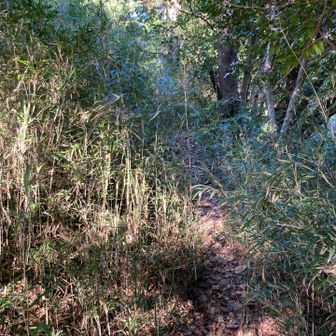 この季節ですら植物が強い。