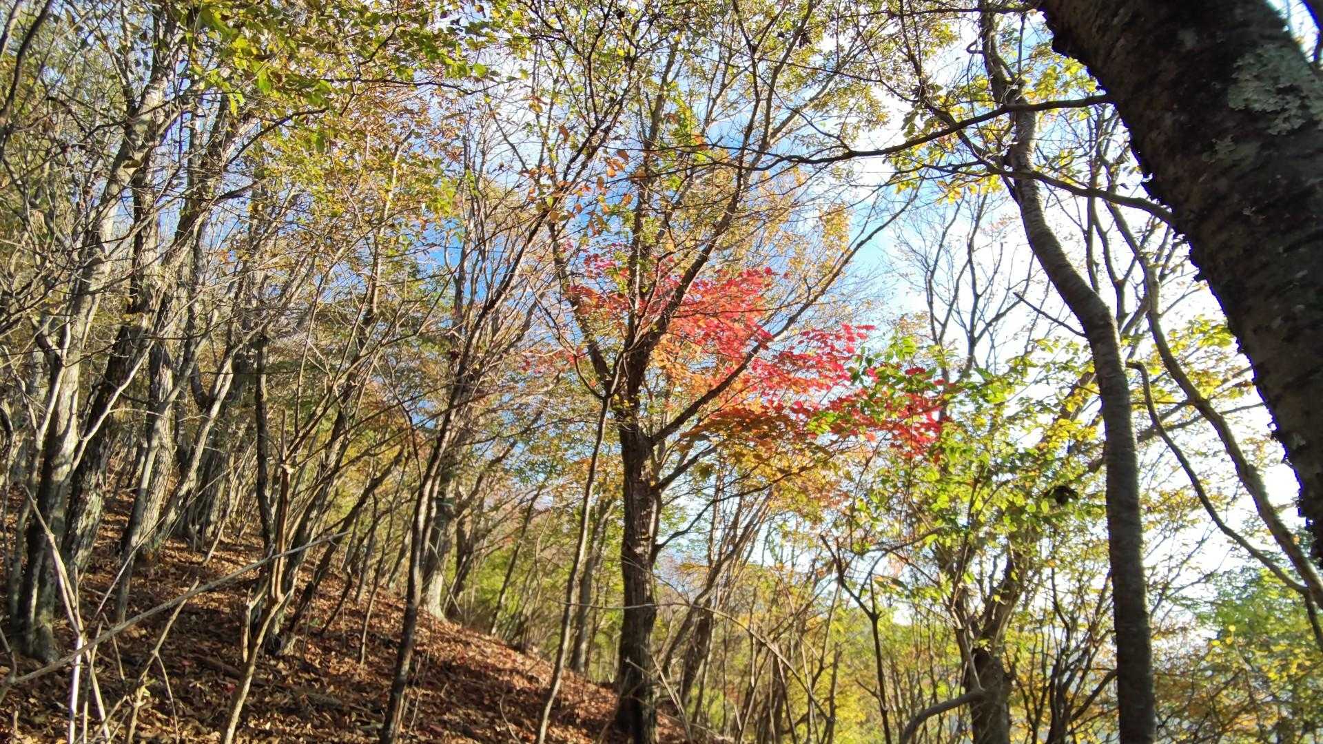 少し紅葉してました✨️