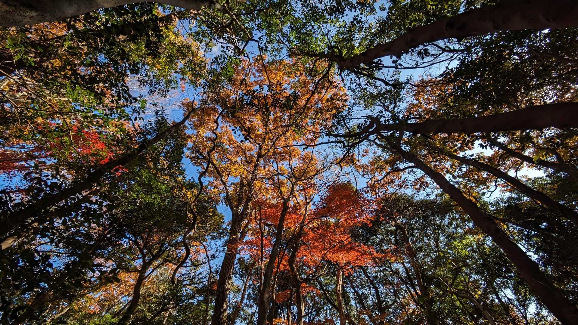 新城・茶臼山登山口-金満山-赤牟田ノ辻 往復コースの写真