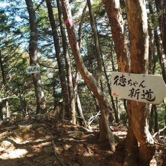 近丸新道への分岐点。