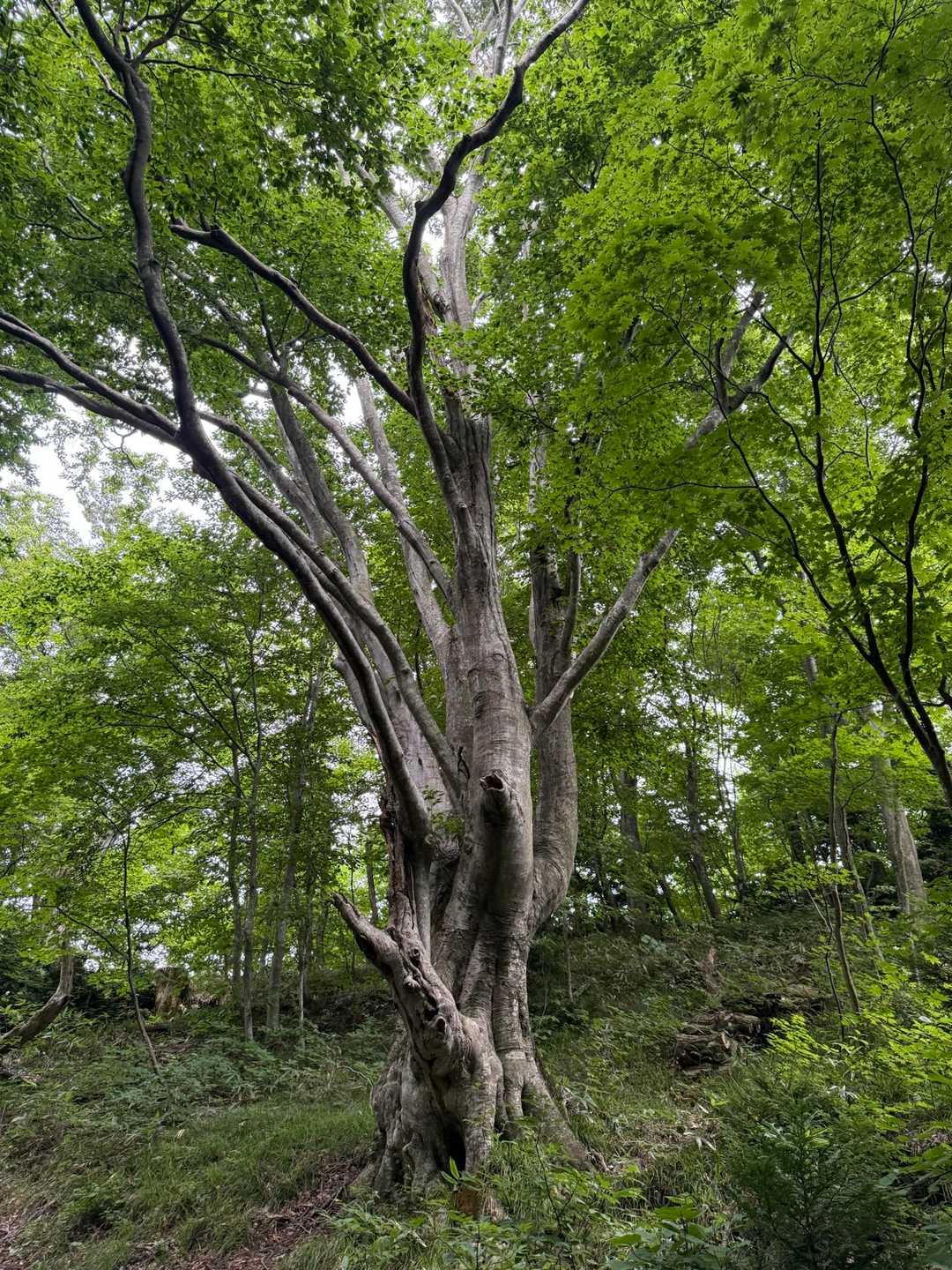 立派なブナが素晴らしい👍