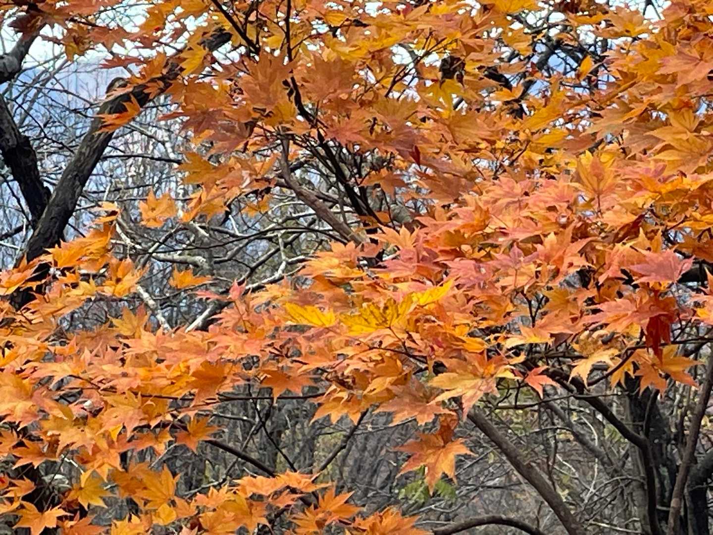 一応 紅葉を愛でて、と。