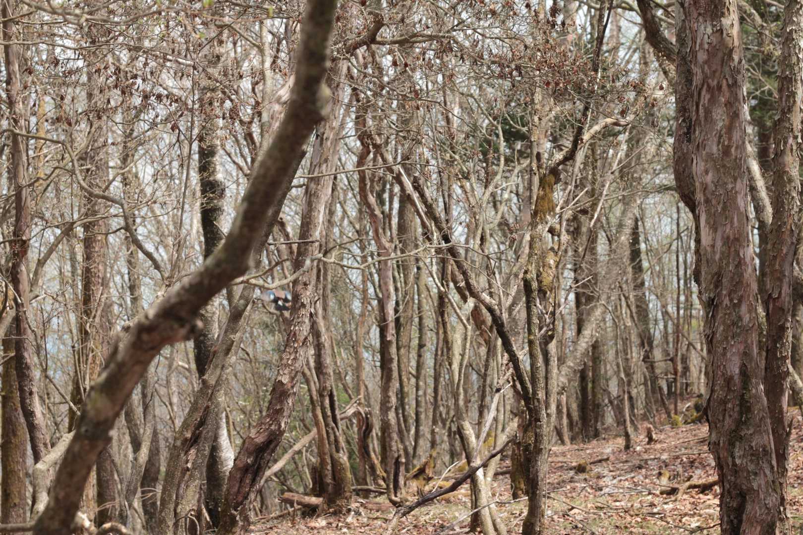 鳥さん発見！
キレイな羽根でした😍