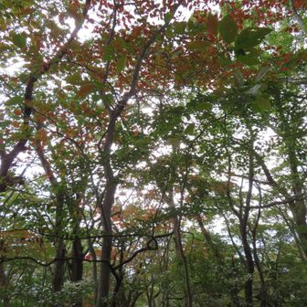 少し紅葉が始まっていました。
