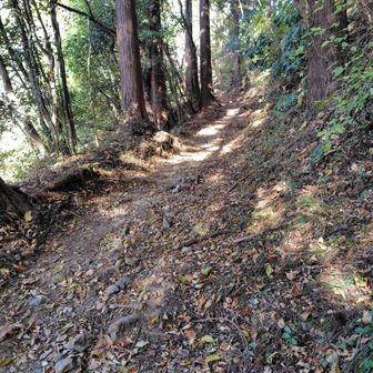 登山口に着きました。小仏峠登山口から小仏峠までは分かりやすくて歩きやすい道でした。登山口に、い、1時前…。山登りにあるまじき…