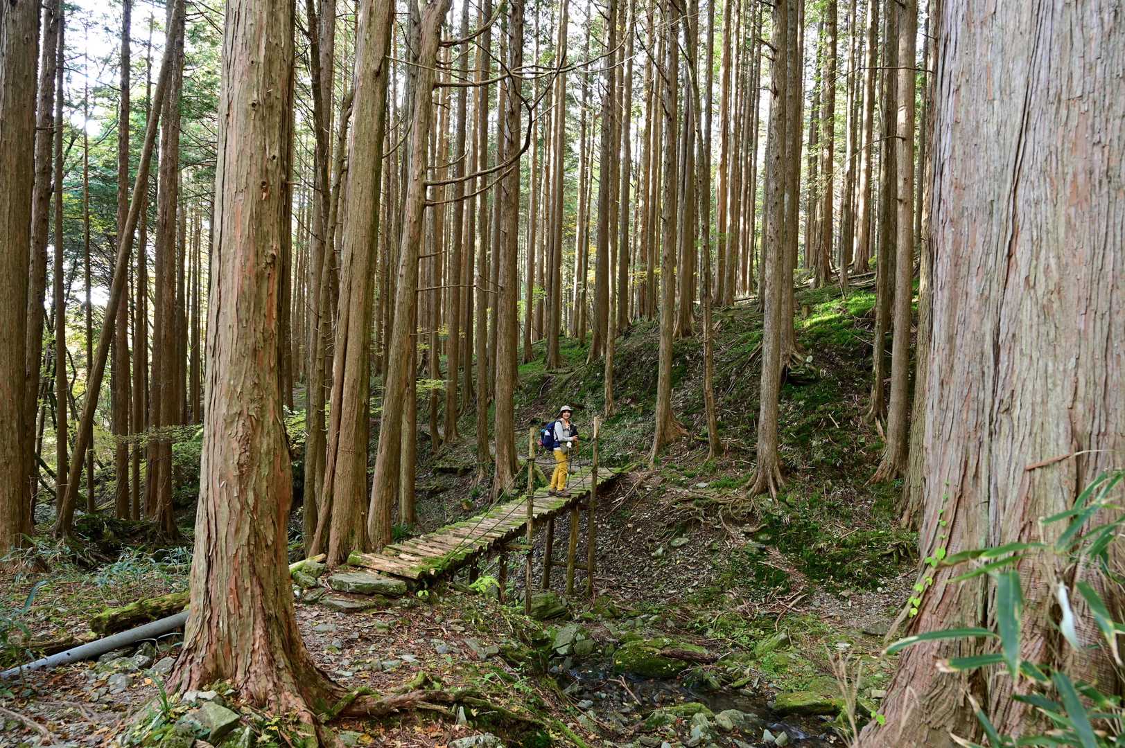 西山越　-沓掛山 周回コースの写真