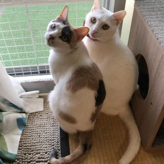 ははかな🌟ฅ^•ﻌ•^ฅ🌟