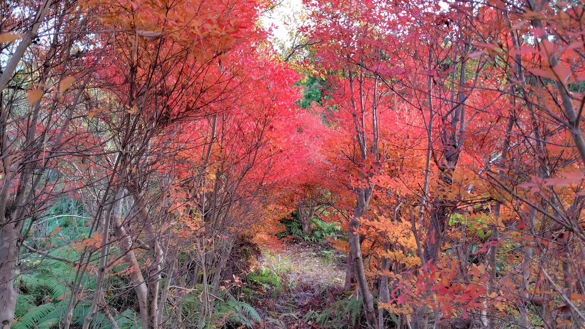青竜山 周回コースの写真