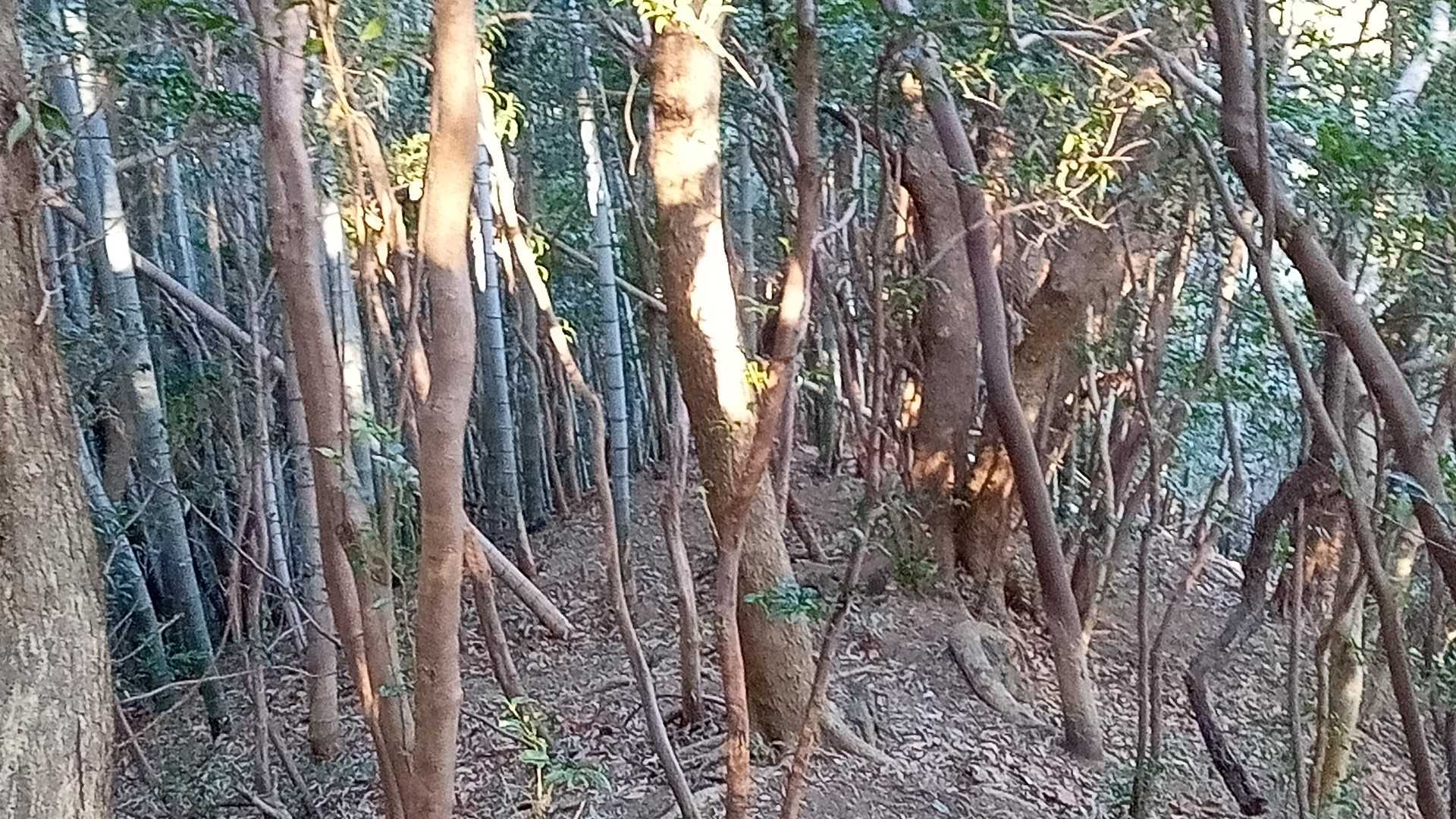こちらの方が、傾斜も緩やかで歩き易かった。