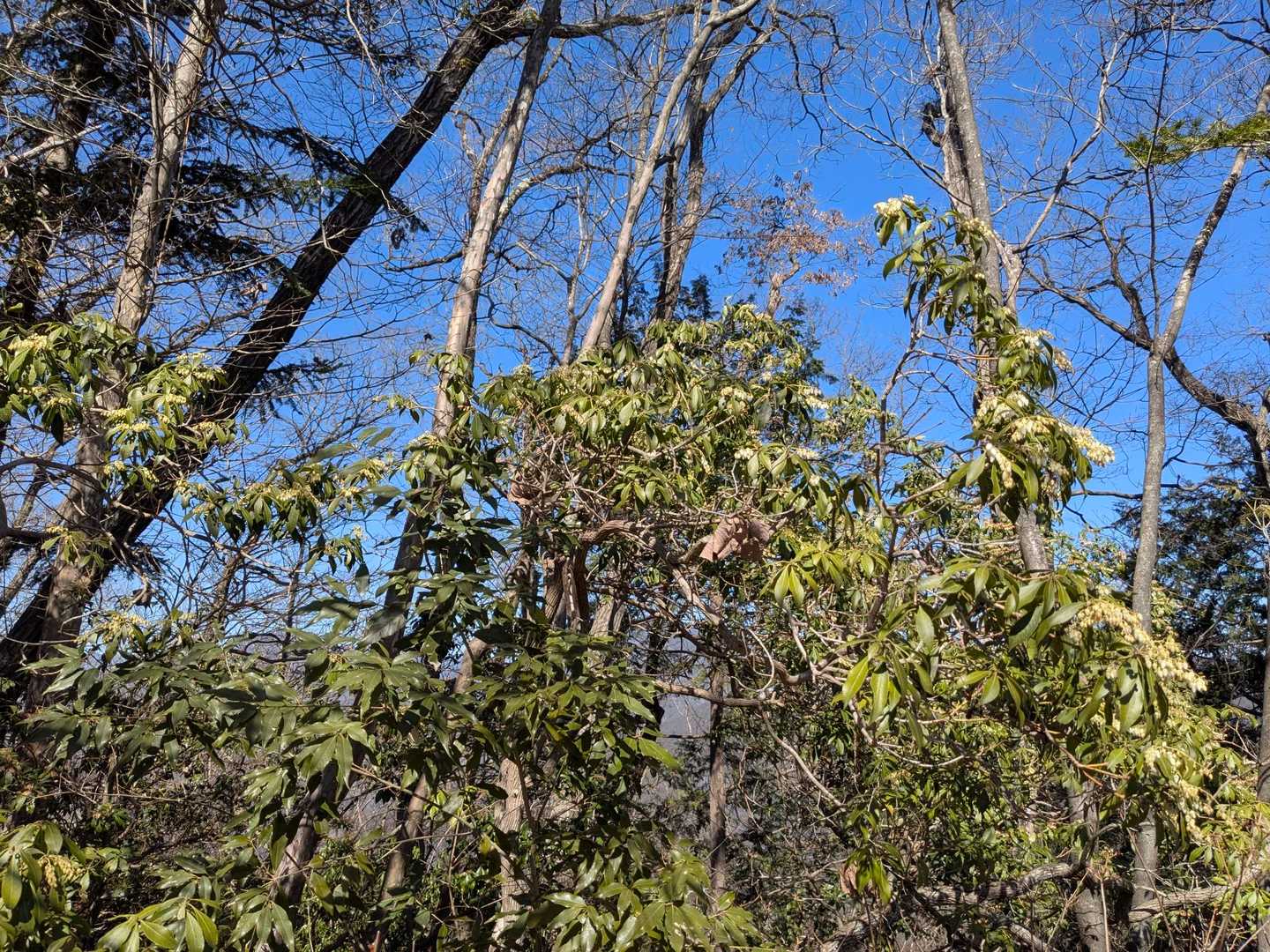 荷田子峠 ・城山・臼杵山登り口-荷田子峠-臼杵山-石津窪山 縦走コースの写真