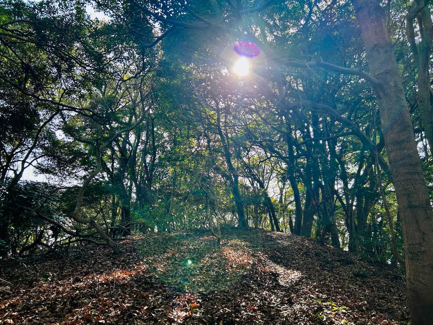 木漏れ日の森を歩くのも楽しい

いいお天気で良かったです🌿