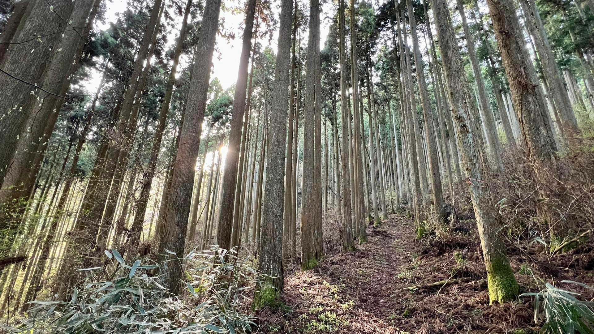 石墨山 往復コースの写真