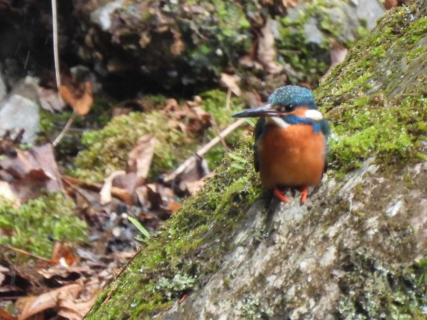 カワセミ